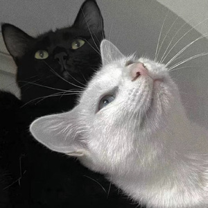 叶山小百合与隔壁邻居
